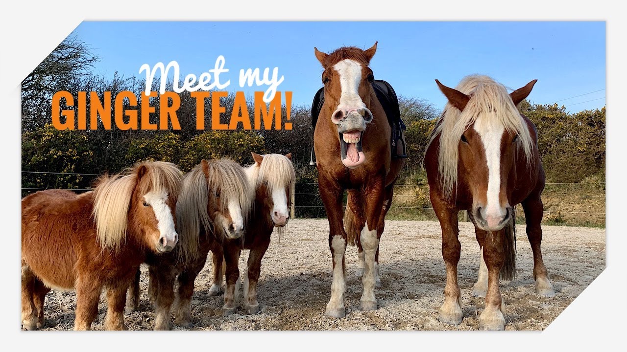 We have a new Draft horse! Meet my Ginger Team 🧡