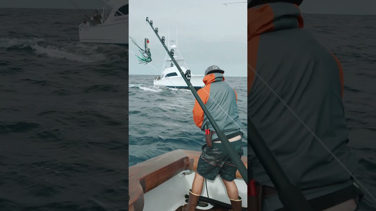 SLAPPED by a Blue Marlin!? 