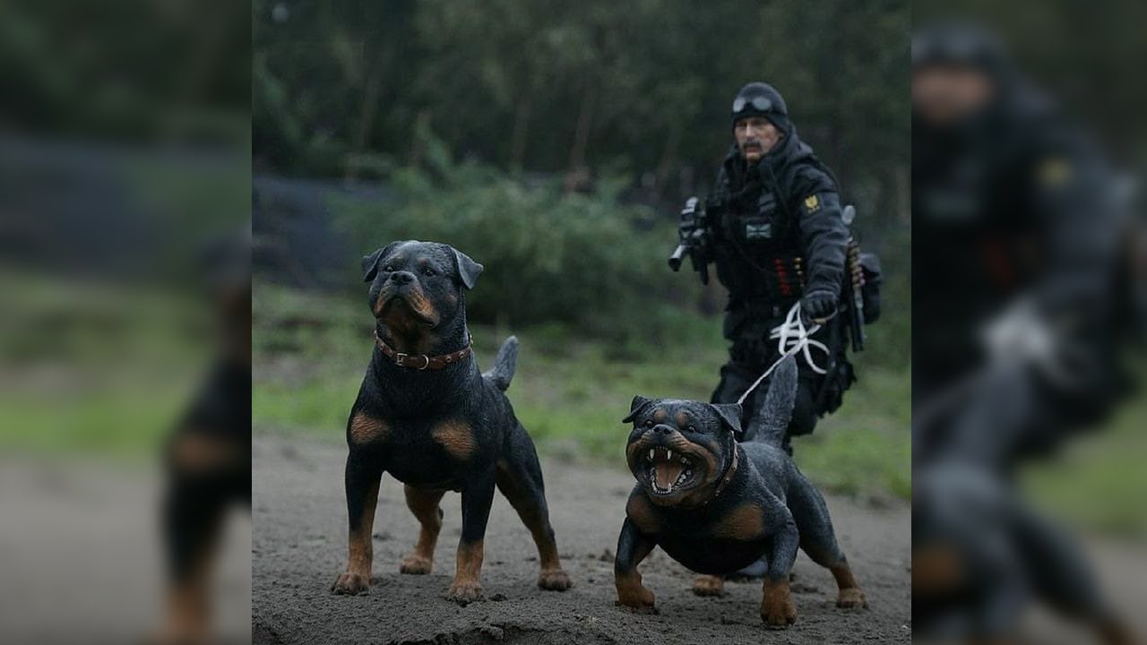 Cosas Que No Sabias De Los Perros Rottweiler | SoyCorraje