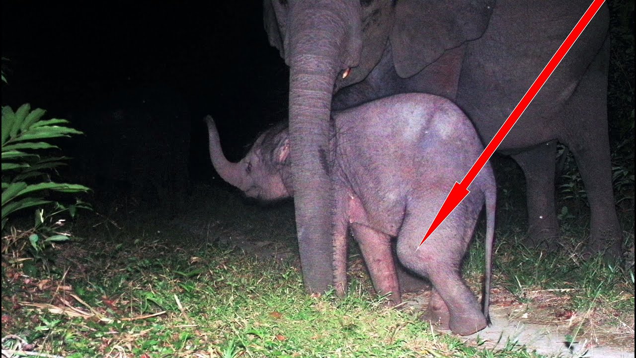 Baby elephant struggles to walk on injured knee / un &eacute;l&eacute;phanteau bless&eacute; au genou souffre le martyre
