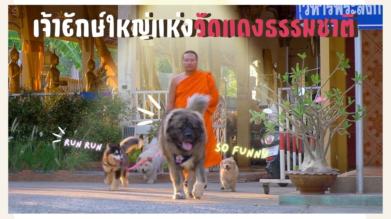 ฮาเบอร์หมาวัดแดง I Pet Lover by Jerhigh EP. 14