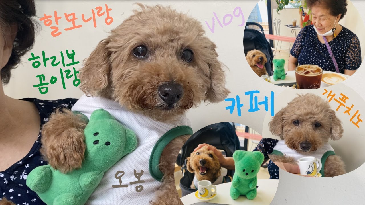 인형안고 애견동반카페에 간 귀여운 오봉이 | 할머니랑 마들렌감자/개푸치노 먹방