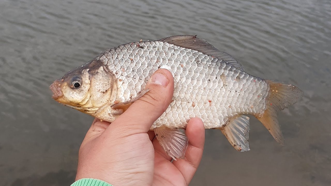 Feeder Pecanje u farkaždinu (2.Deo)