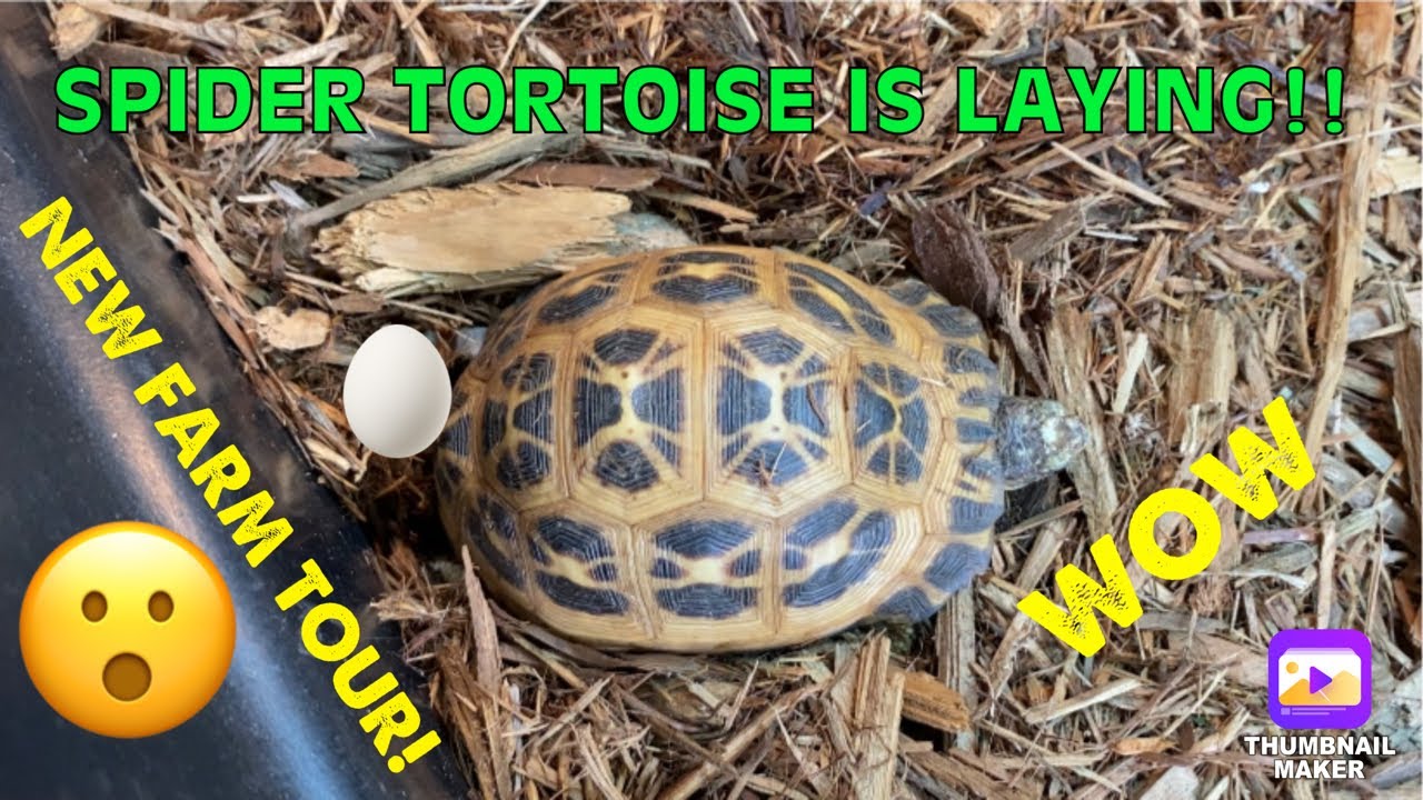 🐢New year update! New farm, Spider tortoise nesting, eggs hatching and more!!!