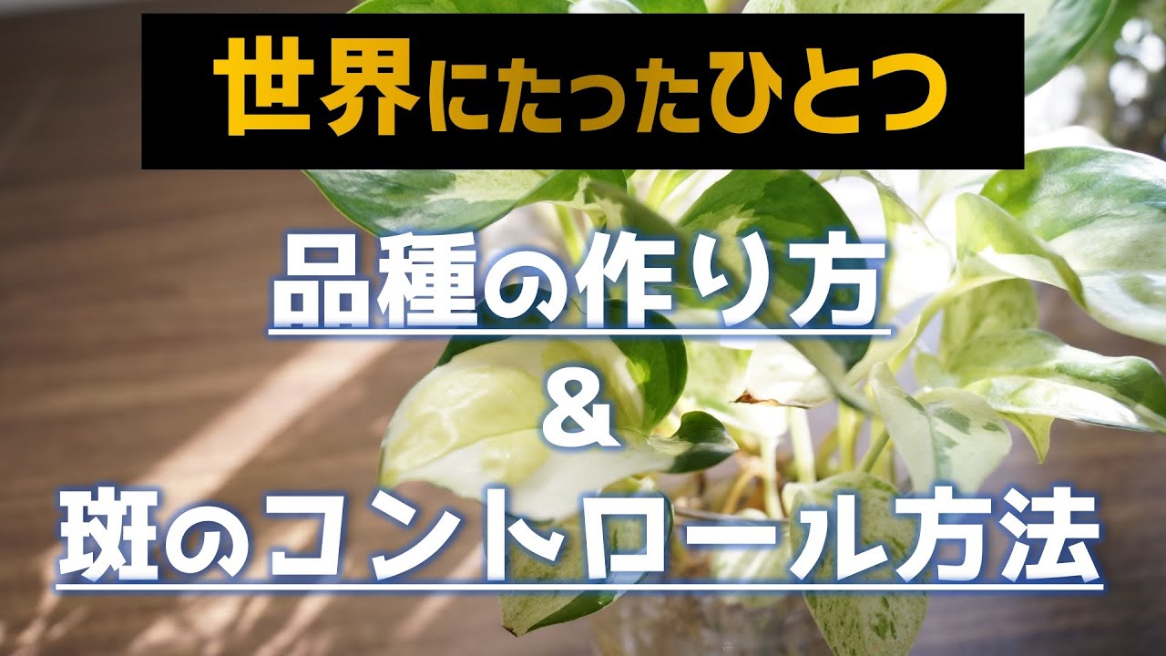【知らなきゃ損！】新品種のポトスの作り方&斑入り部分の増やし方【初心者向け観葉植物】【園芸の楽しみ】