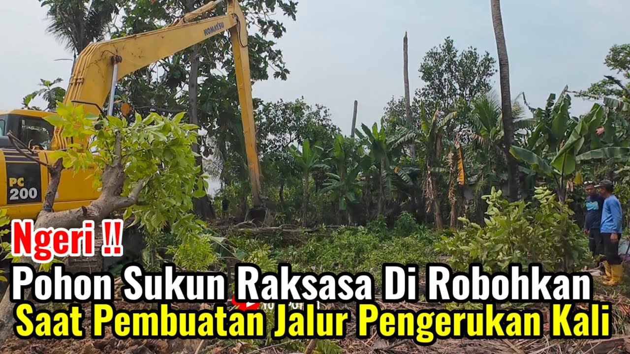 Ngeri‼️Pohon Sukun Raksasa Di Robohkan Saat Pembuatan Jalur Pengerukan Kali Srengeng