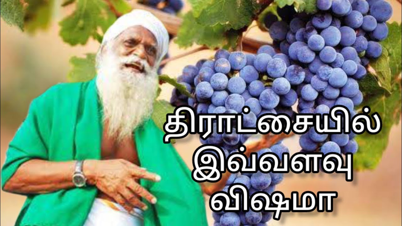 திராட்சையில் இவ்வளவு விஷமா|குள்ள ரக நெல்பயிர் தினிப்பு|நம்மாழ்வார் ஐயா உரை 4#biodiversity#vivasayam