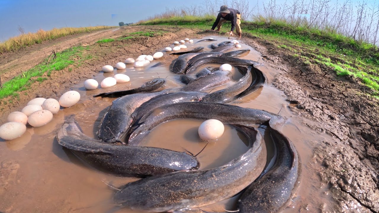 wow amazing Fishing, catch a lot of fish and pick duck eggs in rice field