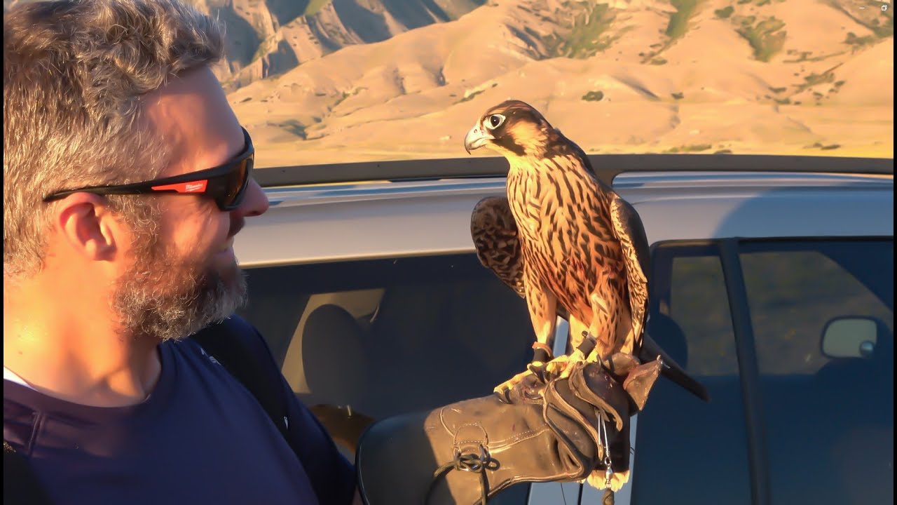 Falconry: Training a peregrine falcon to catch a pigeon    #falconry