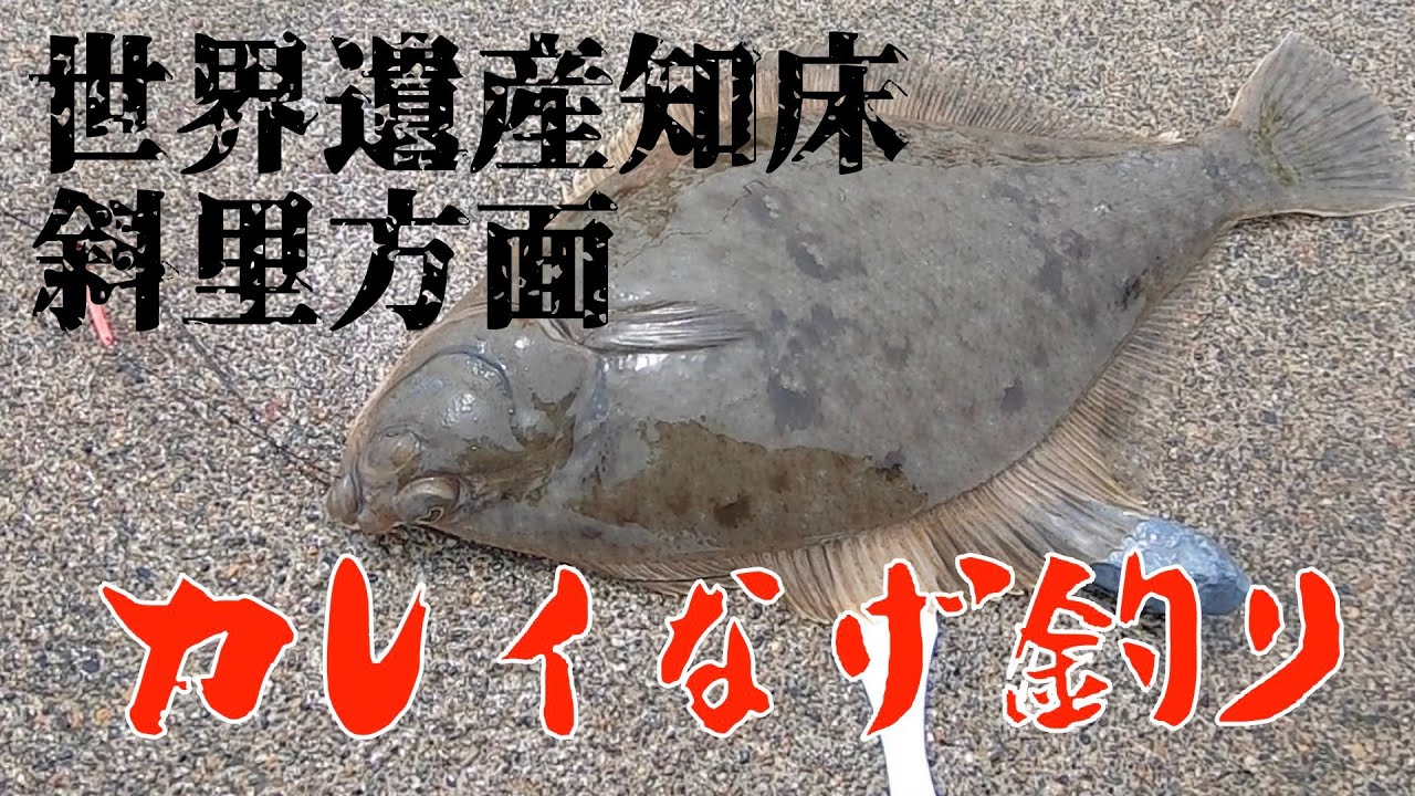 【カレイ投げ釣り】世界遺産知床斜里方面