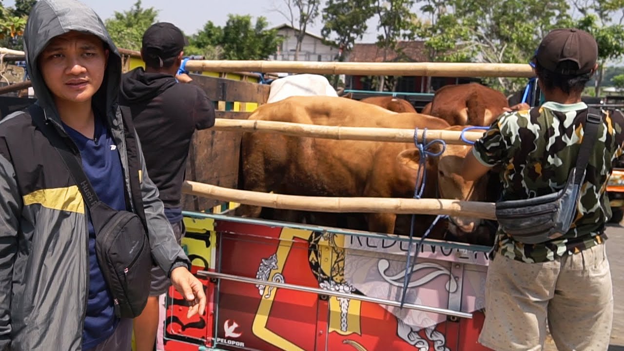 MAIN KE PASAR SAPI !! BINGUNG.. DAPET 6 EKOR - TRUKNYA GA MUAT