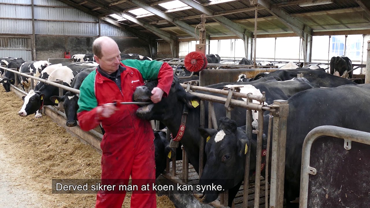 Dansk   Demonstration af Bovikalc indgift