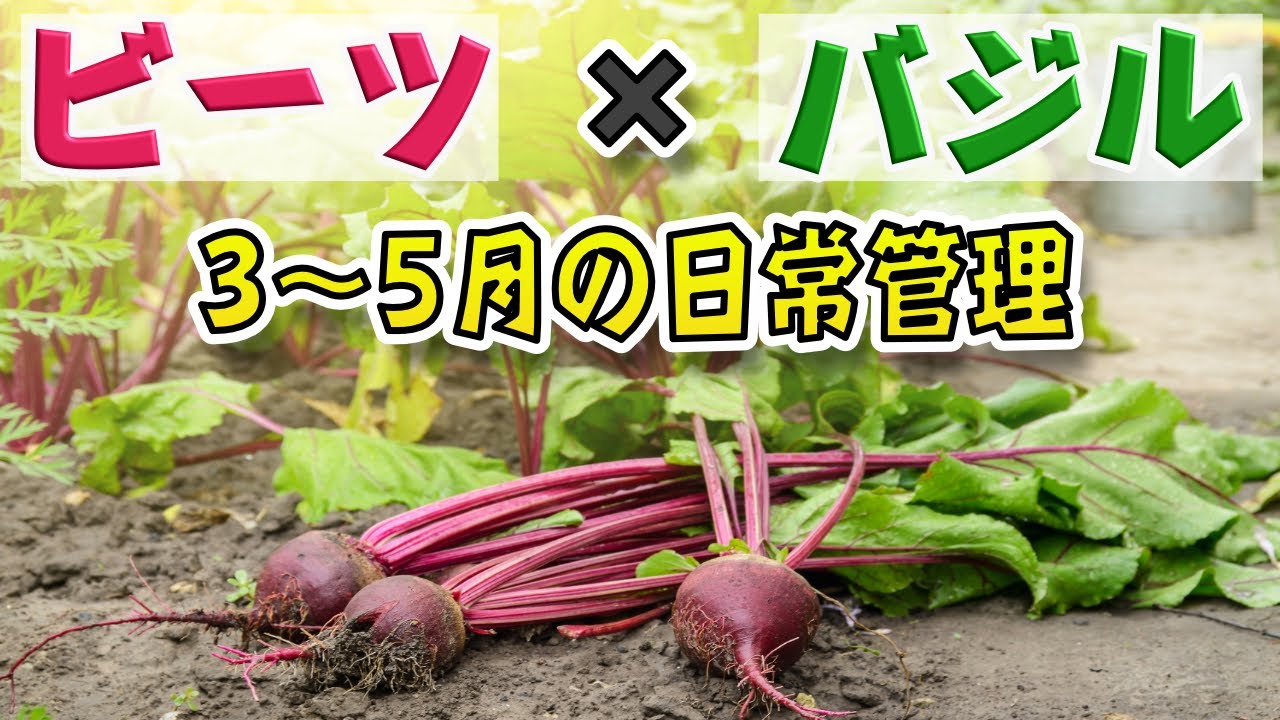 #3.【ビーツの育て方】3月タネまき〜5月の成長は？日常管理・水やり・追肥【バジル・かぶ、小松菜も育てます】【家庭菜園】【畑】