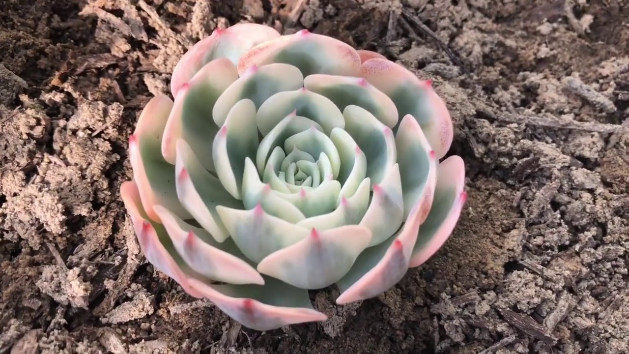 How To Care For: Echeveria Compton Carousel/Lenore Dean