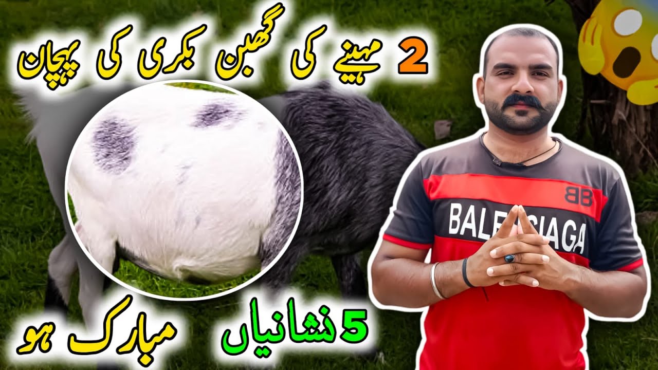 2 Mahine Ki Pregnant Bakri Ki Pehchan Nishani | Gaban Bakri Ka Pata Kaise Karein |Goat Care Official