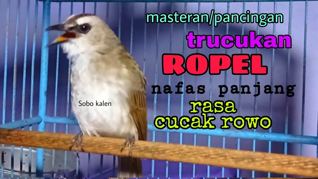 masteran Suara burung trucukan gacor ropel panjang pagi hari berasa cucak rowo