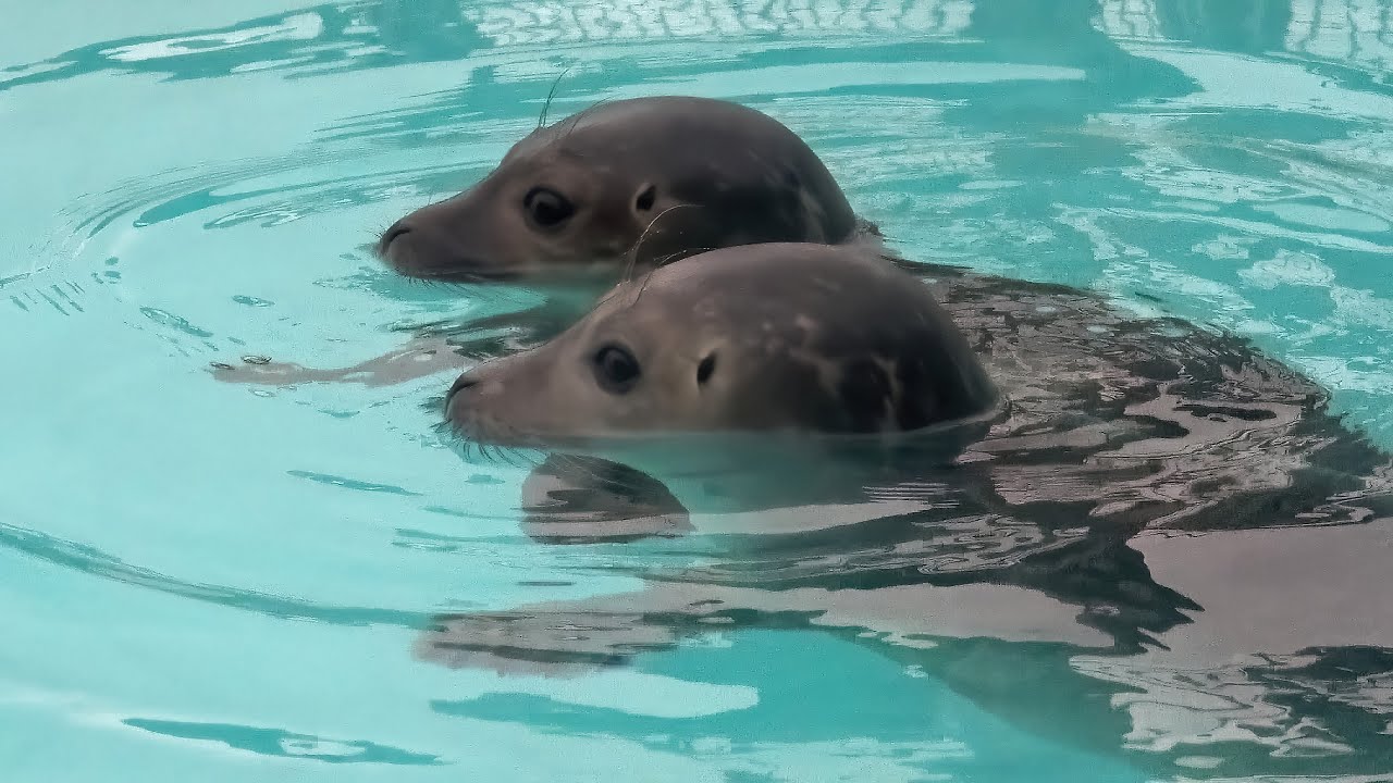 Rondreis Nederland deel 9,bezoek achter de schermen,zeehondencentrum Pieterburen,Noord Friesland