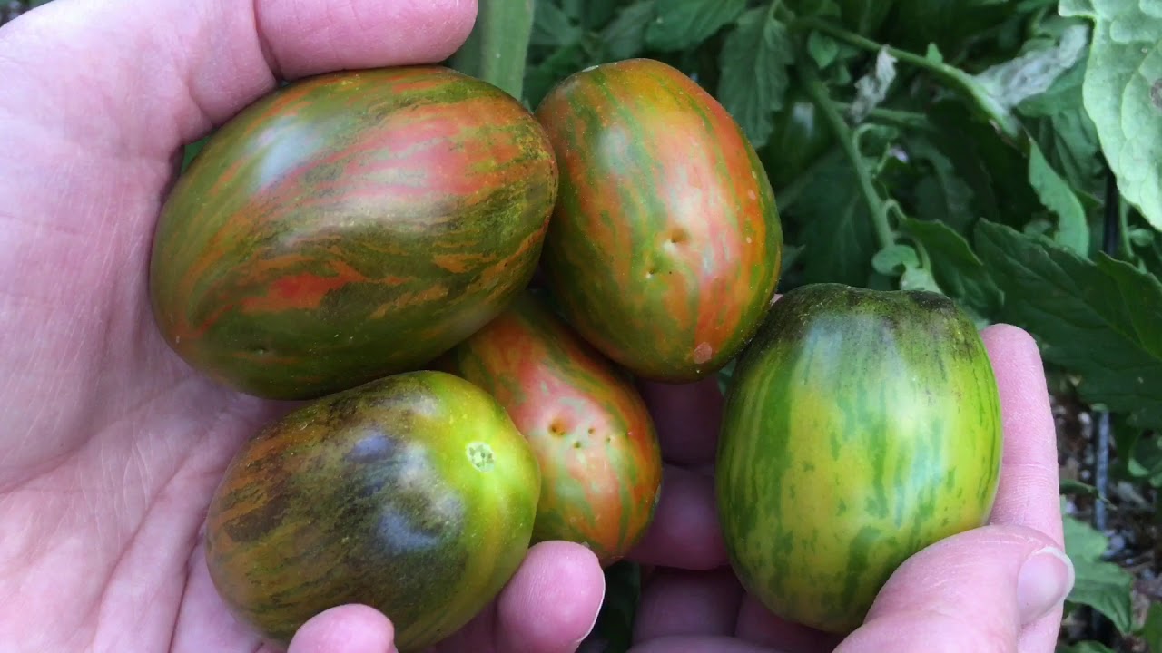 Tasting Atomic Grape Tomatoes
