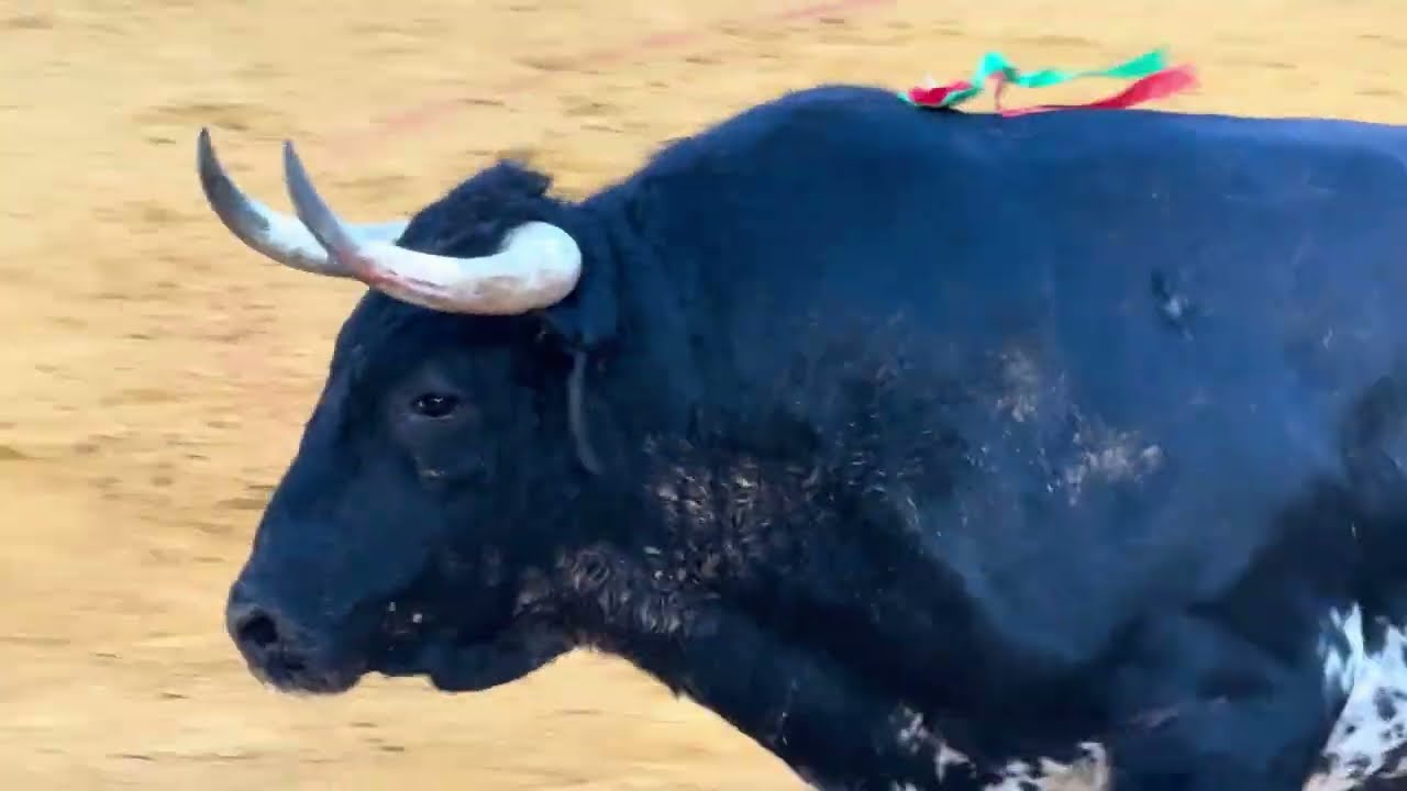 Salida 3&ordm; toro de CEBADA GAGO: 