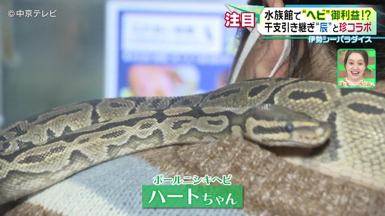 【伊勢シーパラダイス】水族館で“ヘビ”御利益！？ 干支引き継ぎ“辰”と珍コラボ