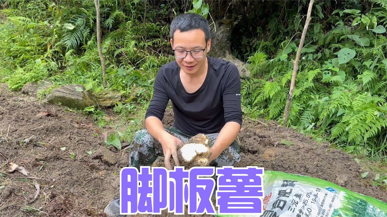 阿恋摘百香果回娘家，祖孙三人齐栽菜，奶奶种的脚板薯超级的大个