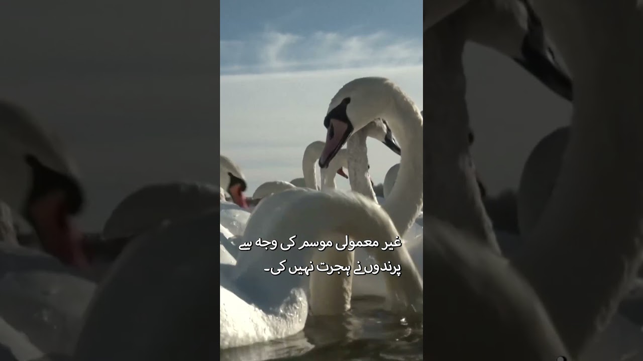 Swans Struggle in Ukraine&rsquo;s Extreme Cold | Dnieper River Freezes at -20&deg;C