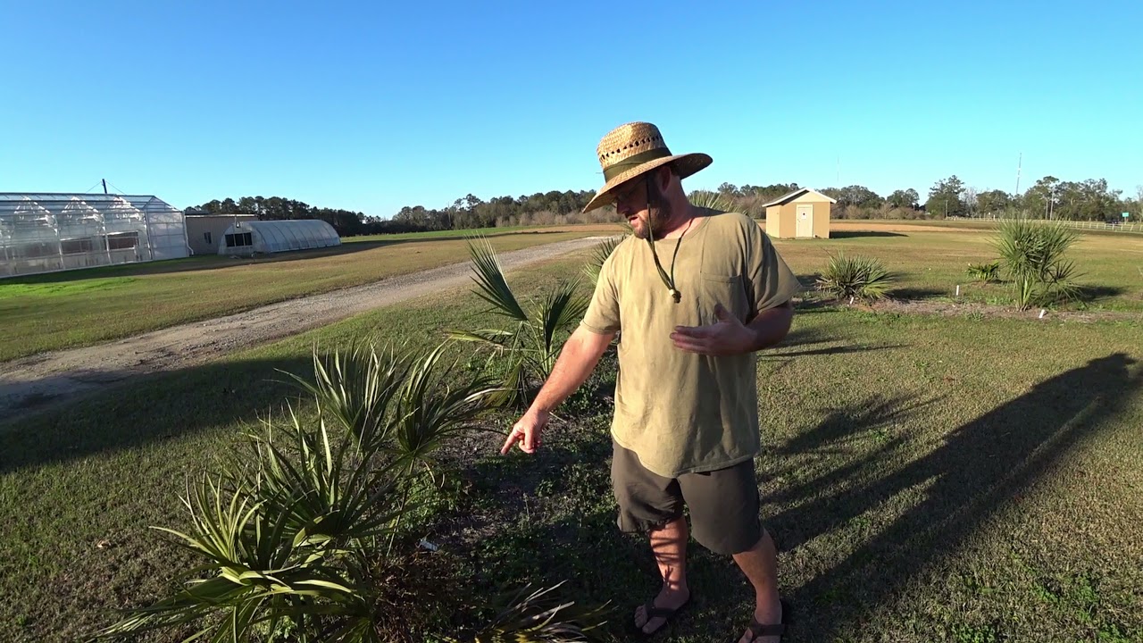 Rare Miami Palmetto Sabal miamiensis