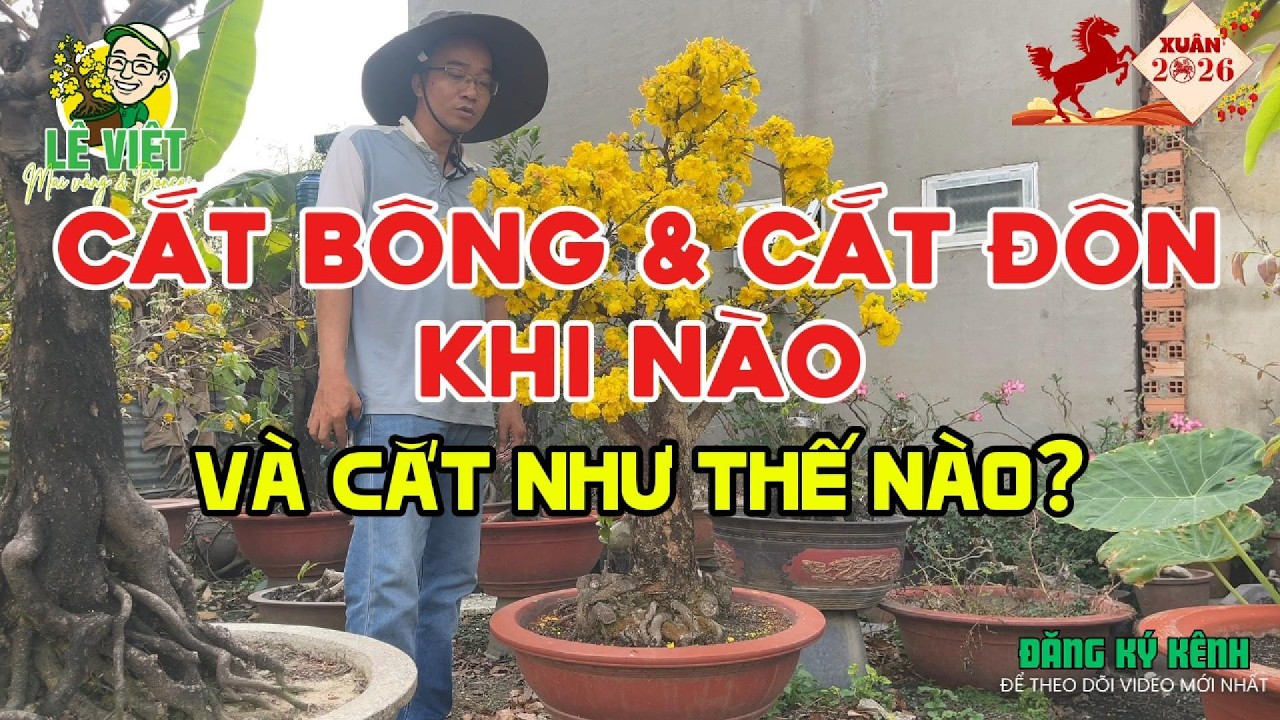 02 cách Cắt bông và Cắt đôn sau Tết: khi nào làm và làm như thế nào cho hợp lý để cây khỏe nhất ?