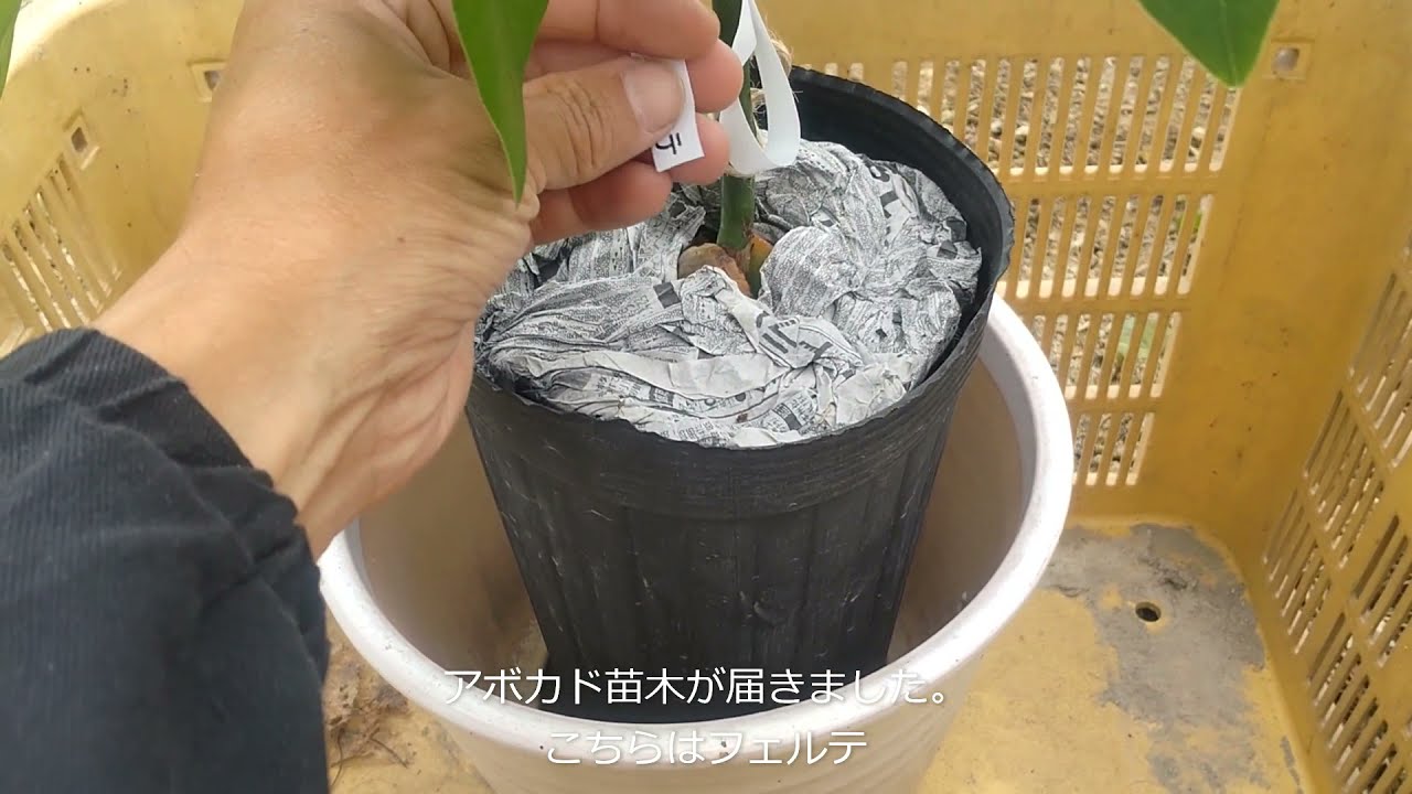 アボカド栽培、再挑戦！