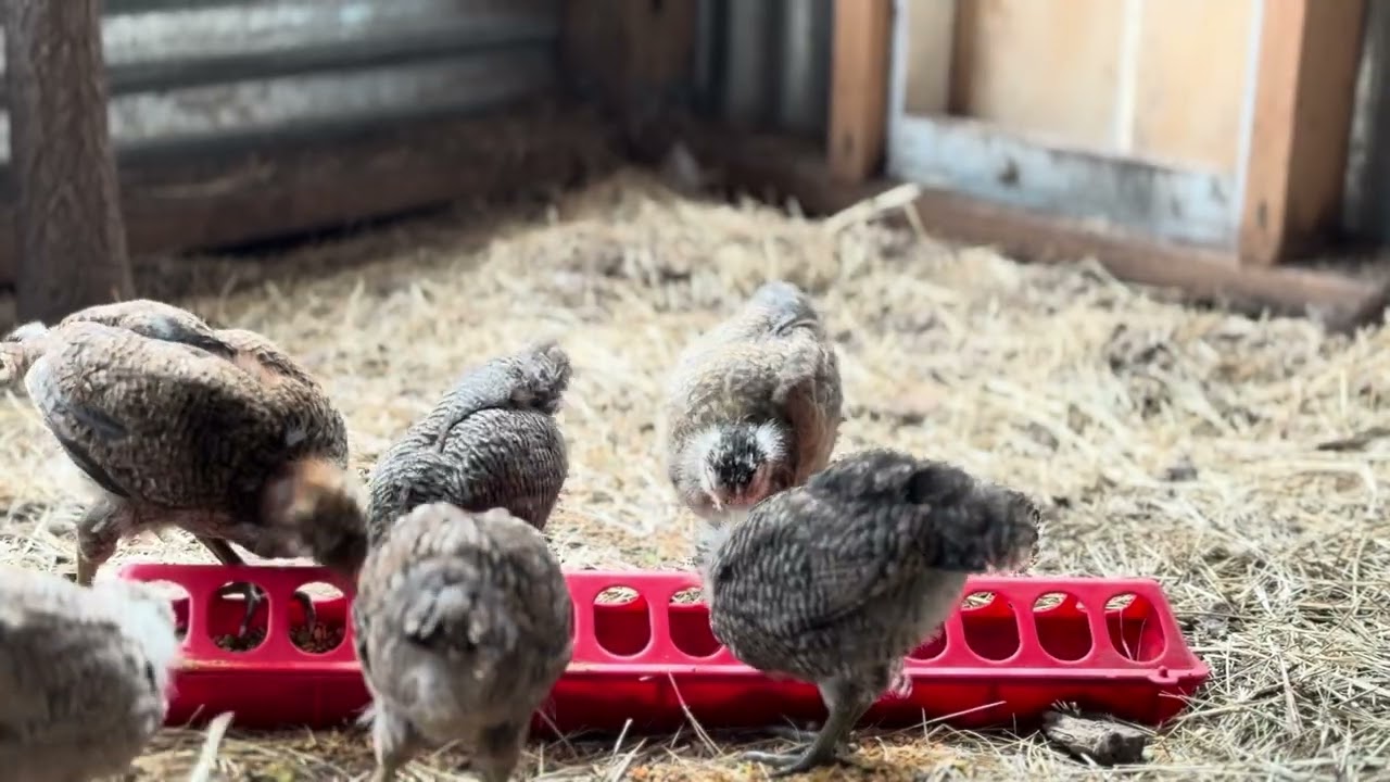 Four weeks old today! We’re looking great!