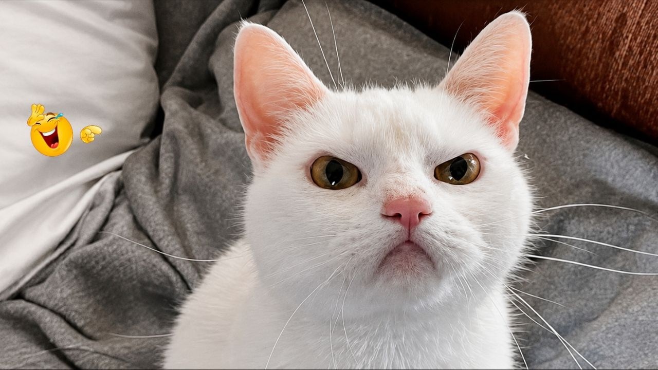 Best Cat Moments 🐈 | TRY NOT TO LAUGH &ndash; FUNNY Cat FAILS Compilation 😹😂