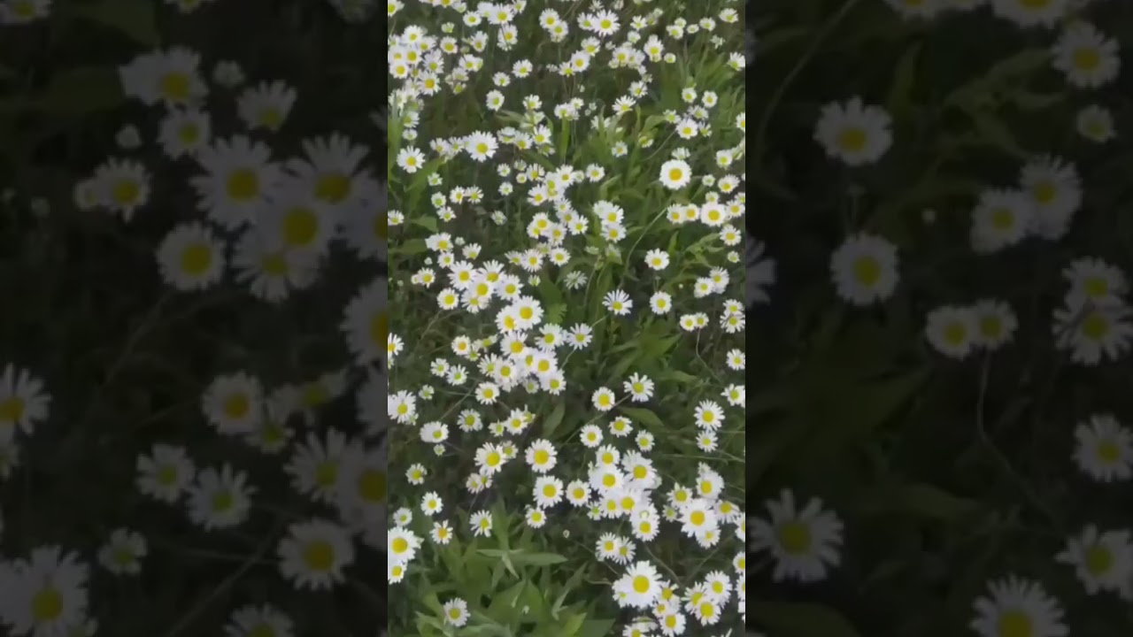 #tiktok #shorts #love #2023shorts #flower #itsmylife #цветы #душа #подуше #полетдуши
