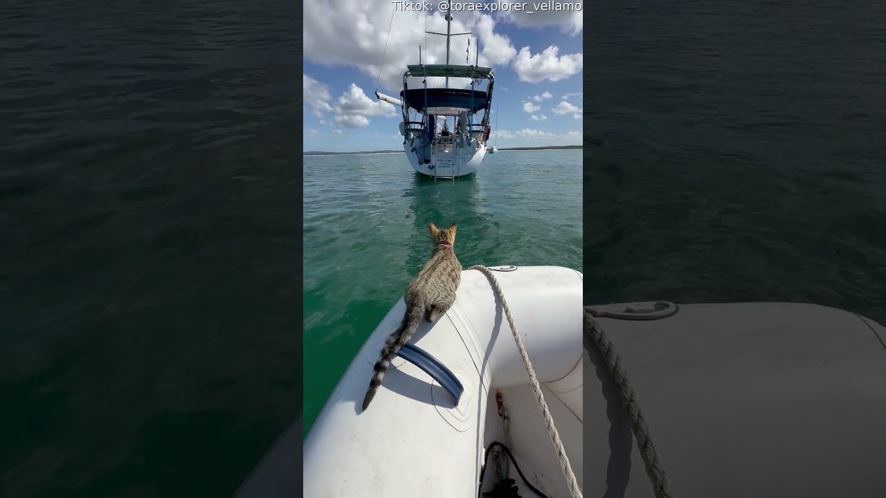 Tora The Explorer, The Sailing BengalX Kitten || ViralHog