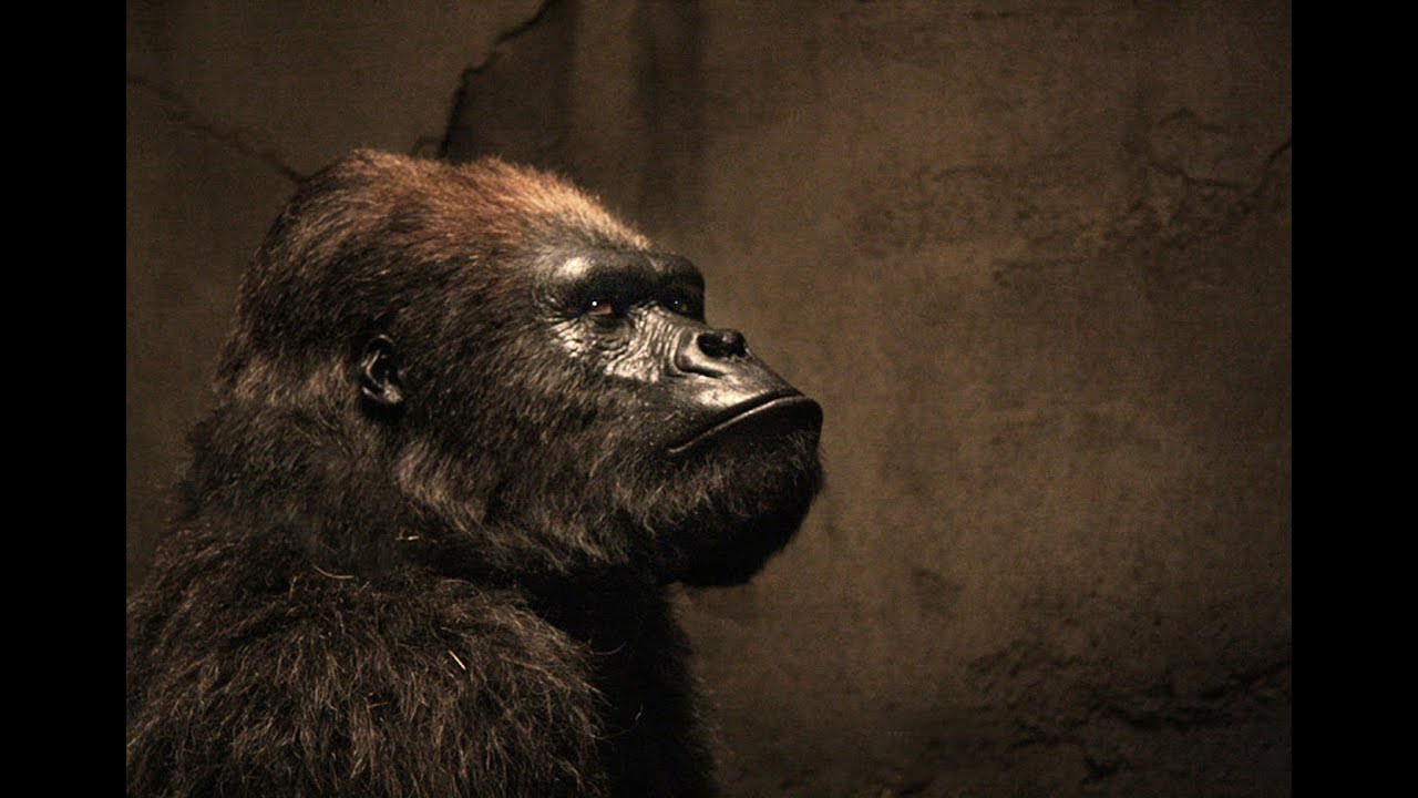 Zookeeper Bernie The Gorilla Tom Woodruff Jr. Performing