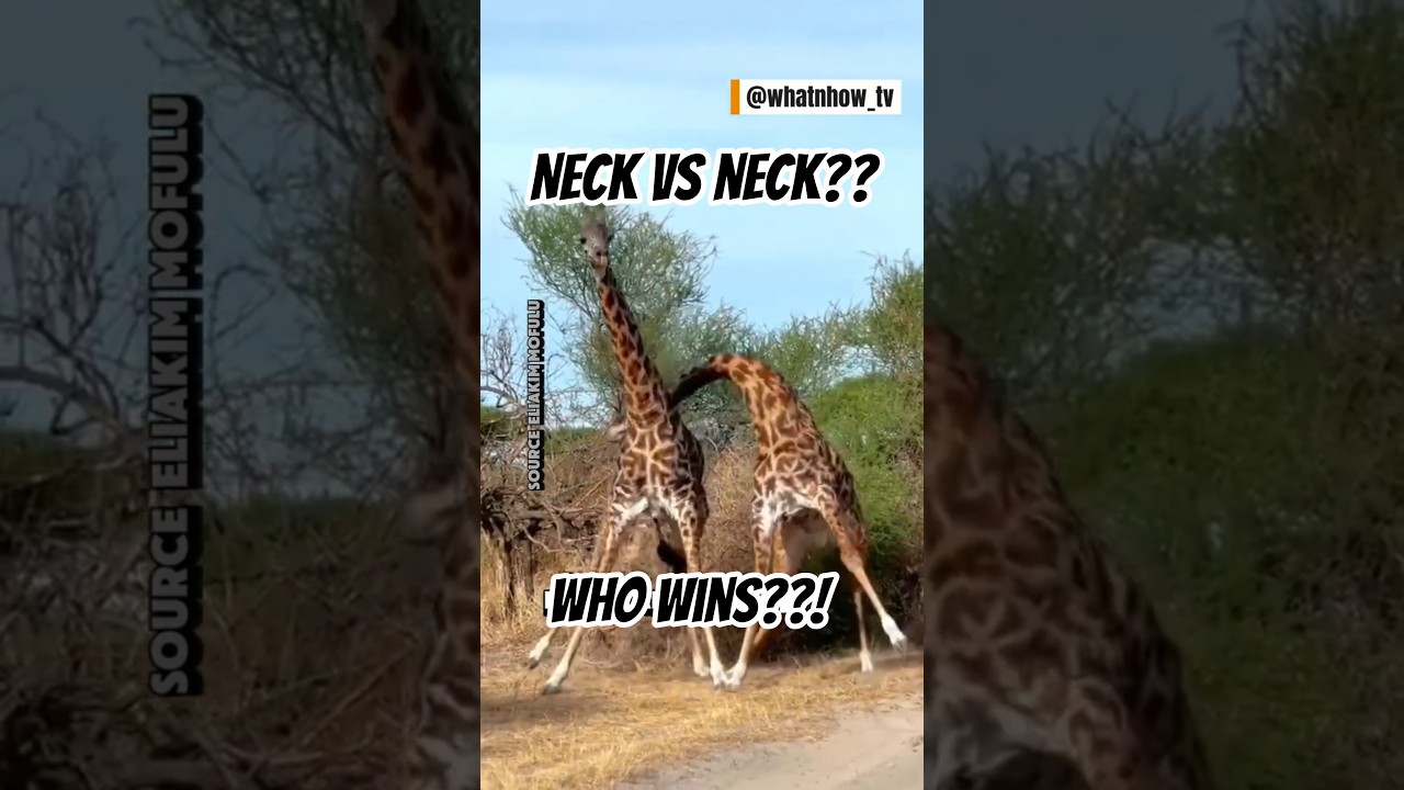 what happened with giraffe neck?? #giraffe #facts #wildlife