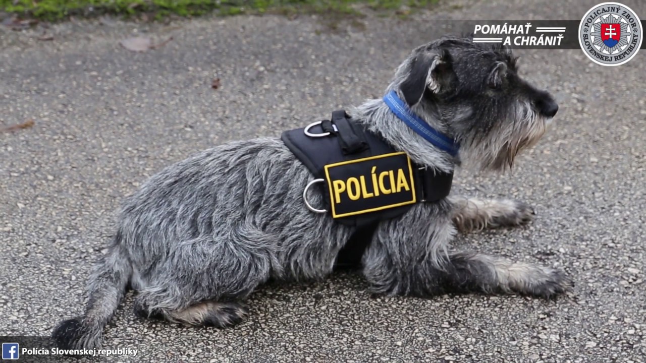 Unikátny policajný pes