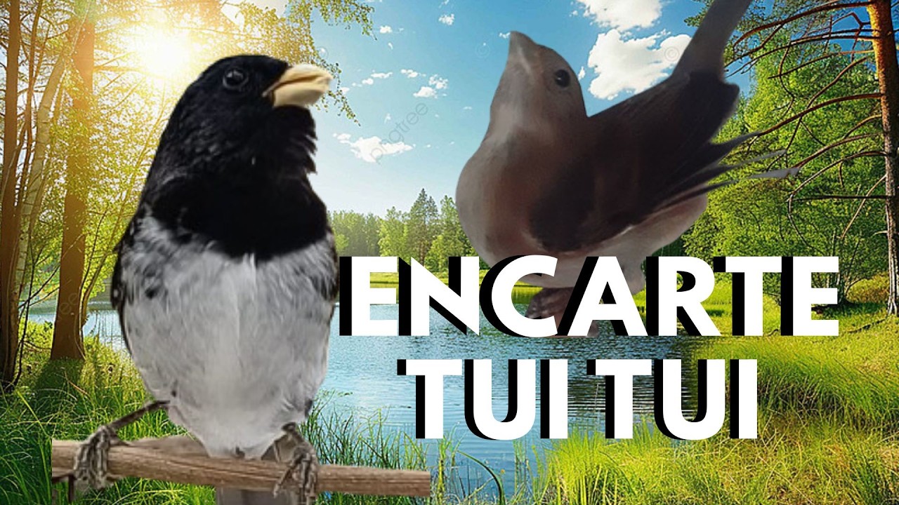 Canto Encarte de Coleiro Tui Tui Pra Encarte e fêmea para esquentar coleiro tui tui Puro