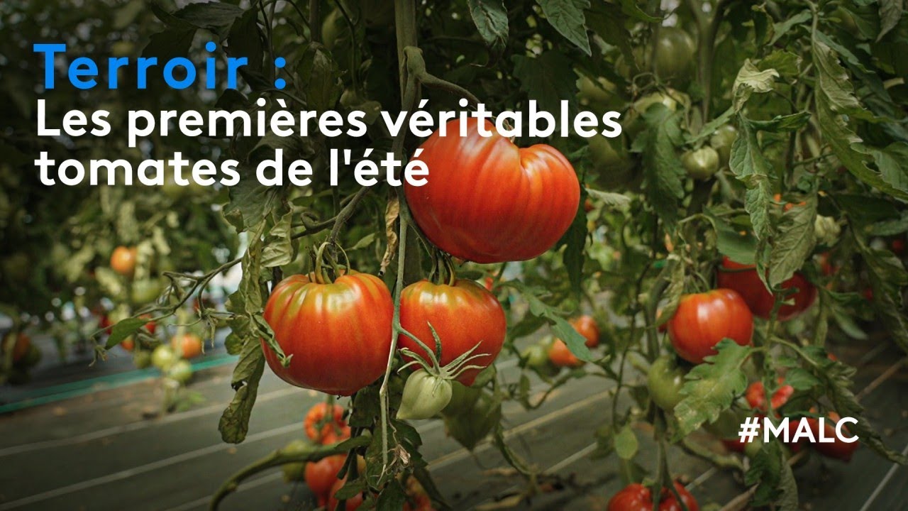 Terroir : Les premières véritables tomates de l'été