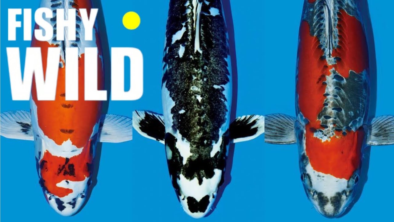 Ultimate Guide to Stunning Koi: Expert Tips and Breathtaking Footage!