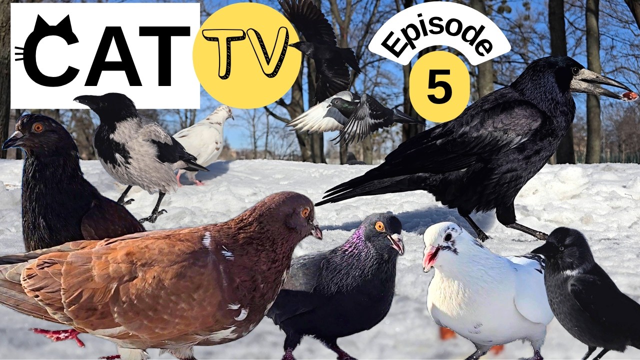 Cat TV Winter Birds on Snow ❄️ Crows, Rooks, Jackdaws & Pigeons