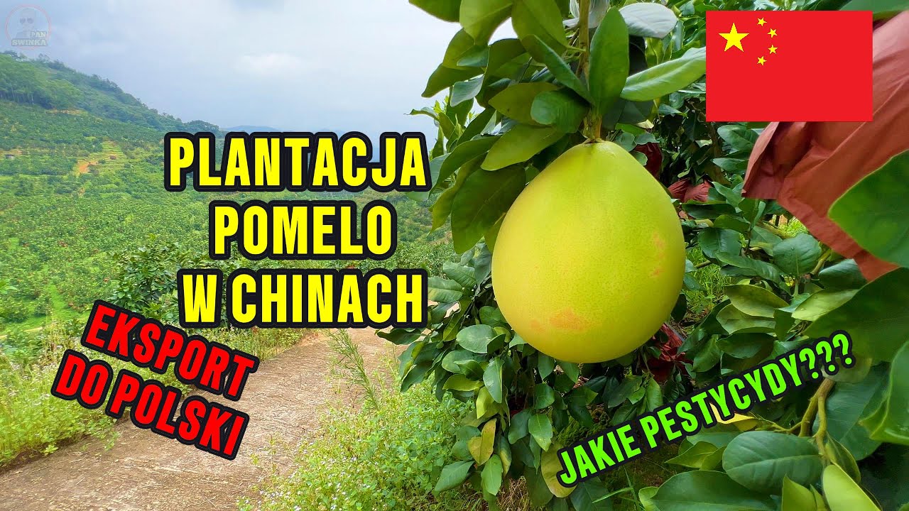 CHIŃSKA PLANTACJA POMELO
