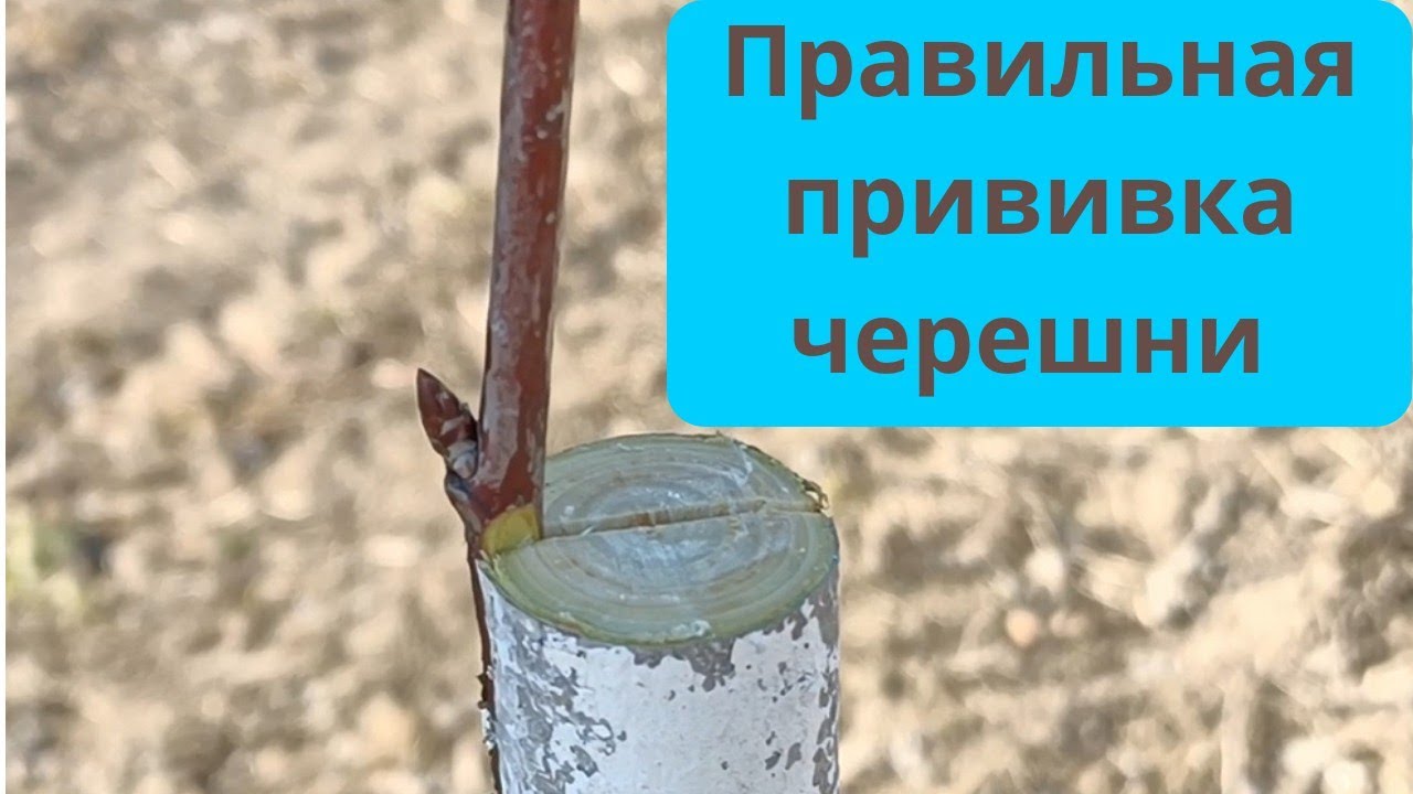 прививка черешни