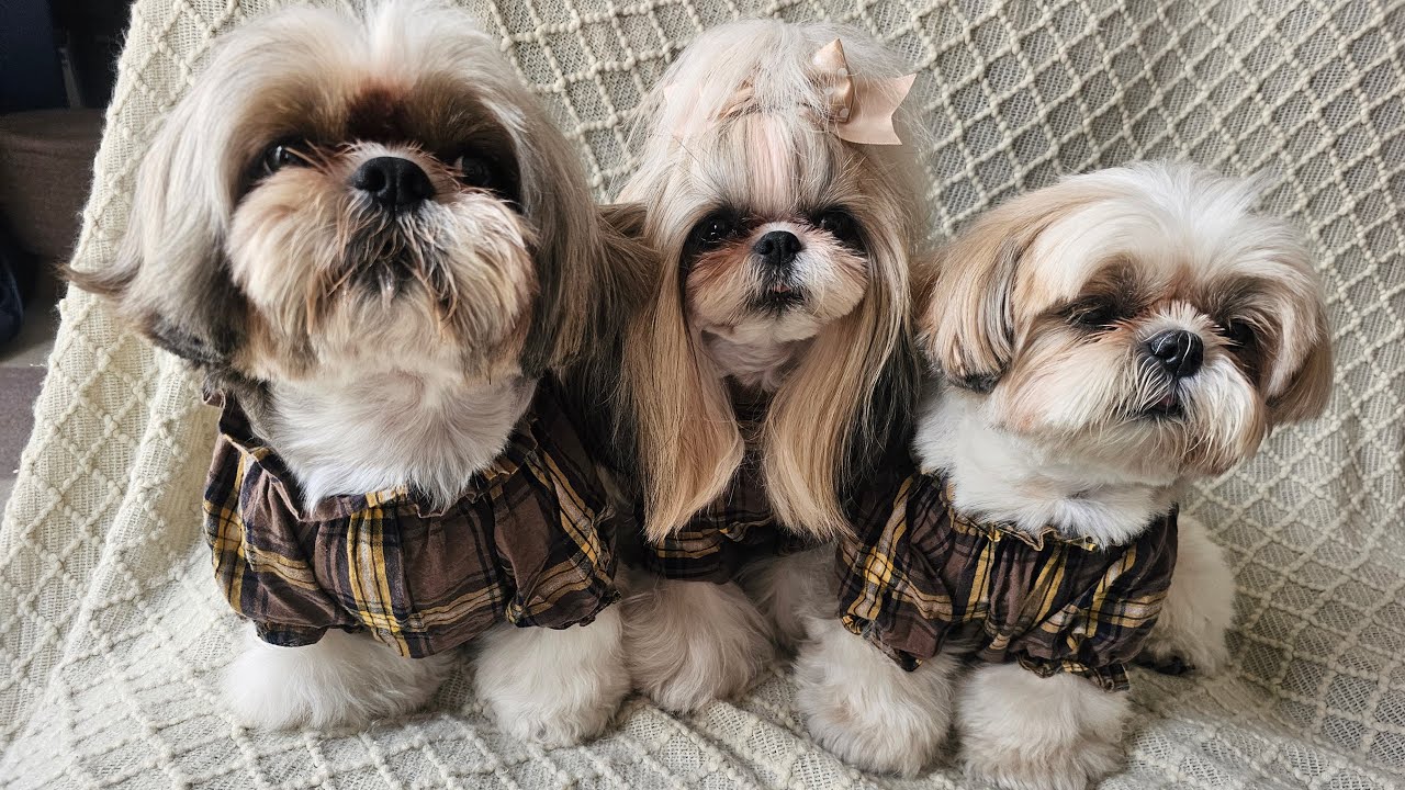しおまめはなチャンネル      【シーズー多頭飼いの日常】 がライブ配信中！