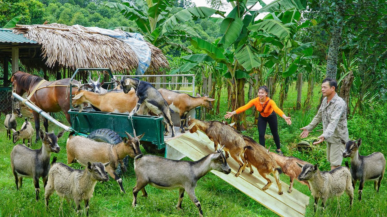 288 Days Harvest Many Goats, Geese, Ducks, Chickens - Use Horse Drawn Cart Transport Go To Sell