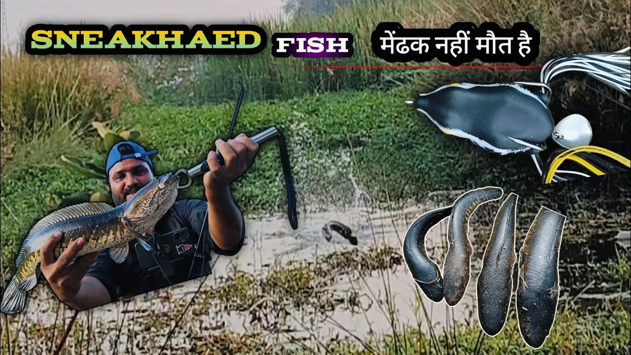 Snake head fishing video hunting and catching