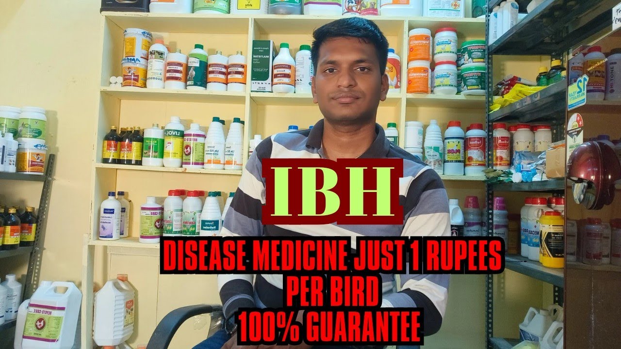 IBH Disease Medicine Just 1 Rupees Per Bird , 100% Guarantee  , I Solve It🔥🔥🔥