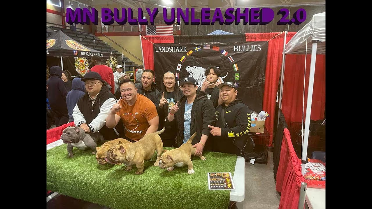 American Bully Show --- MN Bully Unleashed 2.0, April 20, 2024