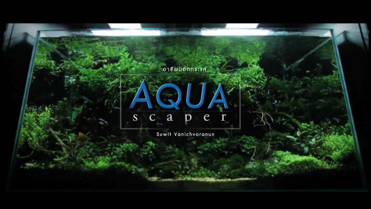 อาชีพนอกกระแส : นักจัดตู้พรรณไม้น้ำ (AQUASCAPER)