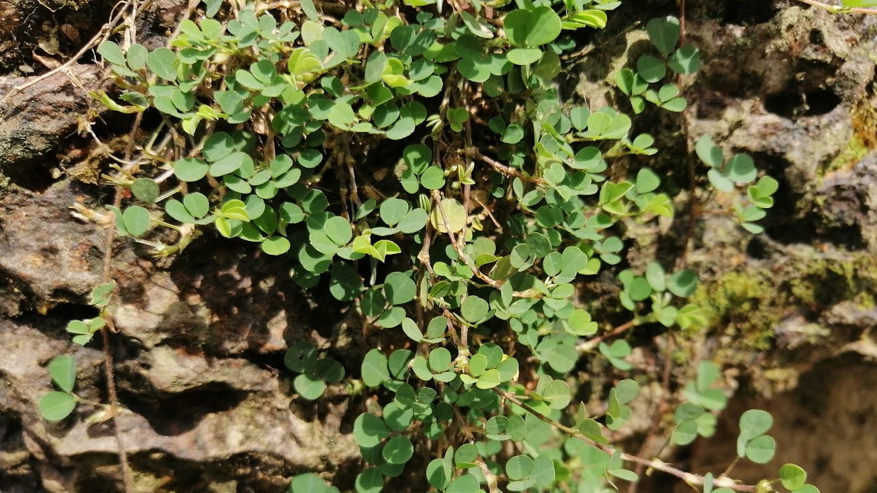 Grona triflora / උඳුපියලිය / හීන් උඳුපියලිය