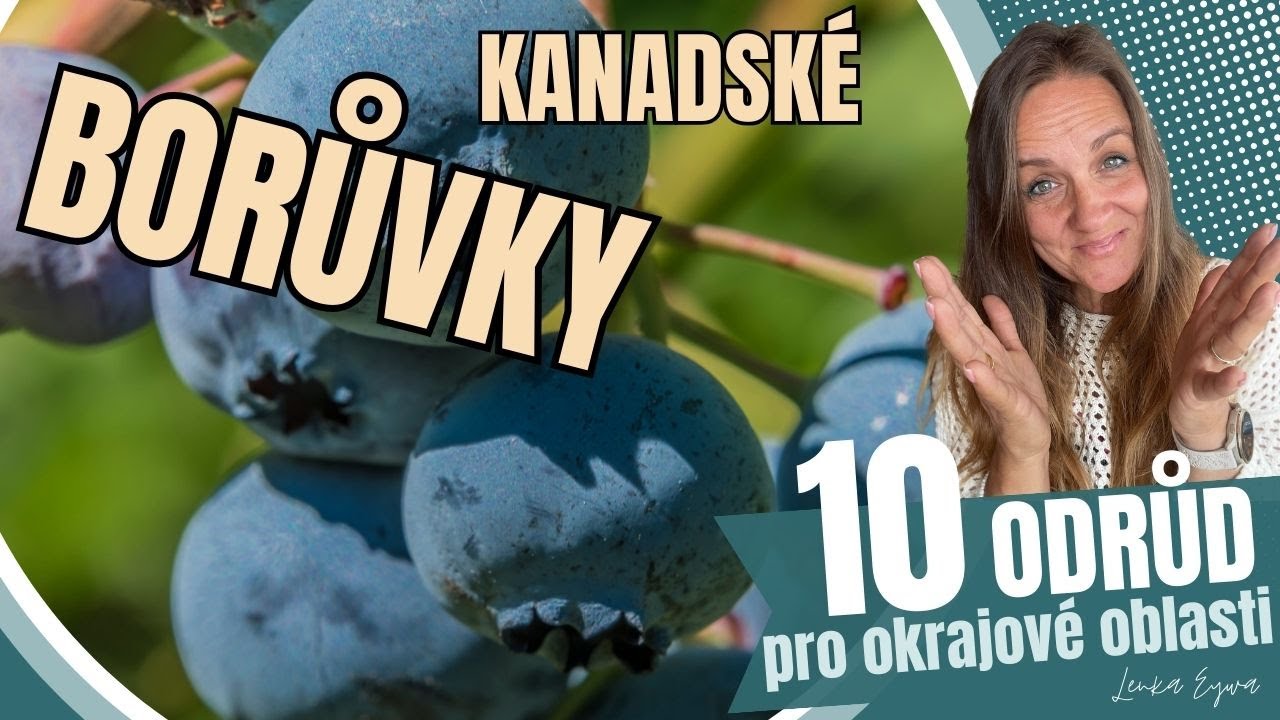 10 odrůd kanadskych borůvek pro okrajové oblasti